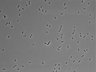 479-Ikebe-MorphResDL/CPFX_20220411_CPFX4_0009 thumbnail