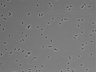 479-Ikebe-MorphResDL/CPFX_20220411_CPFX4_0011 thumbnail
