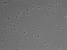 479-Ikebe-MorphResDL/CPFX_20220411_CPFX4_0013 thumbnail