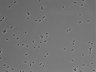 479-Ikebe-MorphResDL/CPFX_20220411_CPFX4_0018 thumbnail