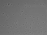 479-Ikebe-MorphResDL/CPFX_20220411_CPFX4_0019 thumbnail