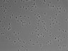 479-Ikebe-MorphResDL/CPFX_20220411_P_0001 thumbnail