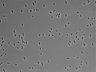 479-Ikebe-MorphResDL/CPFX_20220411_P_0003 thumbnail