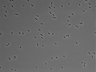 479-Ikebe-MorphResDL/CPFX_20220411_P_0008 thumbnail