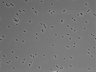 479-Ikebe-MorphResDL/CPFX_20220411_P_0009 thumbnail