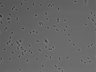 479-Ikebe-MorphResDL/CPFX_20220411_P_0010 thumbnail