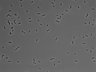 479-Ikebe-MorphResDL/CPFX_20220411_P_0013 thumbnail