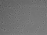 479-Ikebe-MorphResDL/CPFX_20220411_P_0014 thumbnail