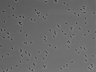 479-Ikebe-MorphResDL/CPFX_20220411_P_0016 thumbnail