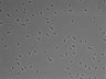 479-Ikebe-MorphResDL/CPFX_20220411_P_0018 thumbnail
