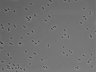 479-Ikebe-MorphResDL/CPFX_20220411_P_0019 thumbnail