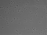 479-Ikebe-MorphResDL/CPFX_20220411_P_0020 thumbnail