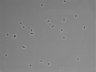 479-Ikebe-MorphResDL/CPFX_20220619_CPFX1_0001 thumbnail