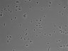 479-Ikebe-MorphResDL/CPFX_20220619_CPFX1_0002 thumbnail
