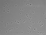 479-Ikebe-MorphResDL/CPFX_20220619_CPFX1_0003 thumbnail