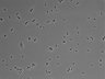 479-Ikebe-MorphResDL/CPFX_20220619_CPFX1_0005 thumbnail