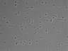 479-Ikebe-MorphResDL/CPFX_20220619_CPFX1_0007 thumbnail