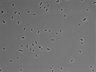 479-Ikebe-MorphResDL/CPFX_20220619_CPFX1_0008 thumbnail