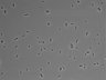 479-Ikebe-MorphResDL/CPFX_20220619_CPFX1_0009 thumbnail