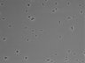 479-Ikebe-MorphResDL/CPFX_20220619_CPFX1_0010 thumbnail