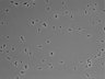 479-Ikebe-MorphResDL/CPFX_20220619_CPFX1_0014 thumbnail
