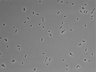 479-Ikebe-MorphResDL/CPFX_20220619_CPFX1_0017 thumbnail
