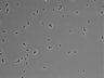 479-Ikebe-MorphResDL/CPFX_20220619_CPFX1_0018 thumbnail