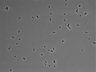 479-Ikebe-MorphResDL/CPFX_20220619_CPFX1_0019 thumbnail