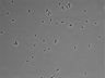 479-Ikebe-MorphResDL/CPFX_20220619_CPFX1_0020 thumbnail