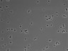 479-Ikebe-MorphResDL/CPFX_20220619_CPFX2_0001 thumbnail