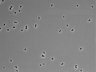 479-Ikebe-MorphResDL/CPFX_20220619_CPFX2_0004 thumbnail