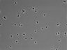 479-Ikebe-MorphResDL/CPFX_20220619_CPFX2_0005 thumbnail