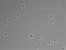 479-Ikebe-MorphResDL/CPFX_20220619_CPFX2_0006 thumbnail