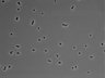 479-Ikebe-MorphResDL/CPFX_20220619_CPFX2_0007 thumbnail