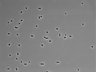 479-Ikebe-MorphResDL/CPFX_20220619_CPFX2_0008 thumbnail