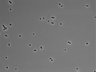 479-Ikebe-MorphResDL/CPFX_20220619_CPFX2_0010 thumbnail