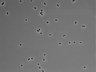 479-Ikebe-MorphResDL/CPFX_20220619_CPFX2_0011 thumbnail