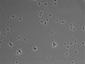 479-Ikebe-MorphResDL/CPFX_20220619_CPFX2_0014 thumbnail