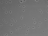 479-Ikebe-MorphResDL/CPFX_20220619_CPFX2_0016 thumbnail