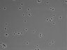 479-Ikebe-MorphResDL/CPFX_20220619_CPFX2_0017 thumbnail
