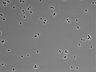 479-Ikebe-MorphResDL/CPFX_20220619_CPFX2_0018 thumbnail