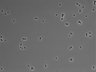 479-Ikebe-MorphResDL/CPFX_20220619_CPFX2_0019 thumbnail