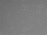 479-Ikebe-MorphResDL/CPFX_20220619_CPFX3_0001 thumbnail