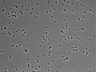 479-Ikebe-MorphResDL/CPFX_20220619_CPFX3_0005 thumbnail