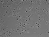 479-Ikebe-MorphResDL/CPFX_20220619_CPFX3_0006 thumbnail