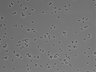 479-Ikebe-MorphResDL/CPFX_20220619_CPFX3_0008 thumbnail