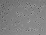 479-Ikebe-MorphResDL/CPFX_20220619_CPFX3_0009 thumbnail