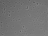 479-Ikebe-MorphResDL/CPFX_20220619_CPFX3_0011 thumbnail