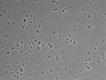479-Ikebe-MorphResDL/CPFX_20220619_CPFX3_0017 thumbnail