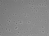 479-Ikebe-MorphResDL/CPFX_20220619_CPFX3_0018 thumbnail